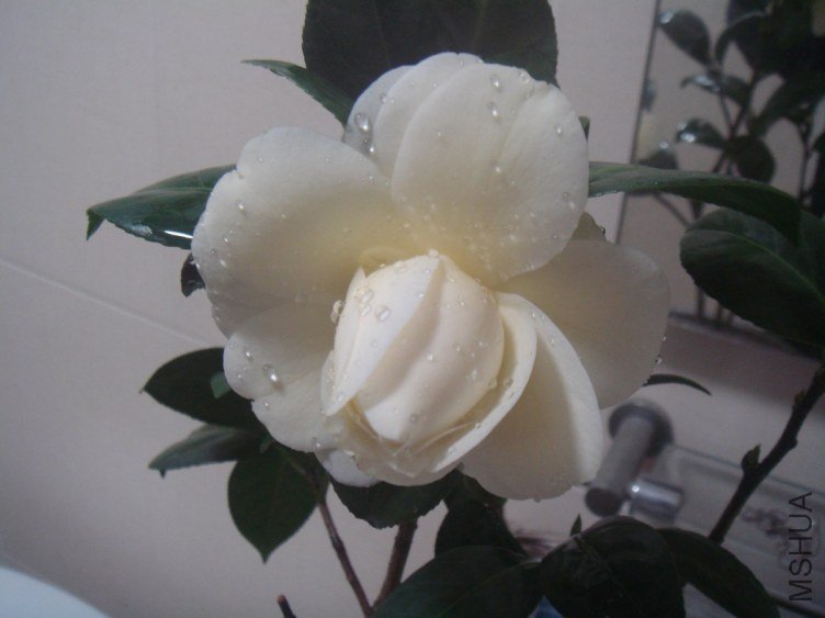DSC06505.JPG