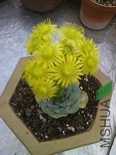 IMG0327154901.jpg