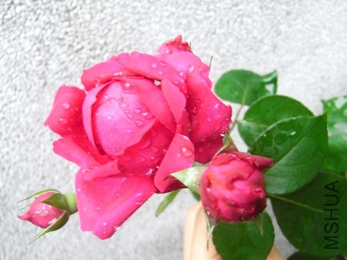 RIMG0005.JPG
