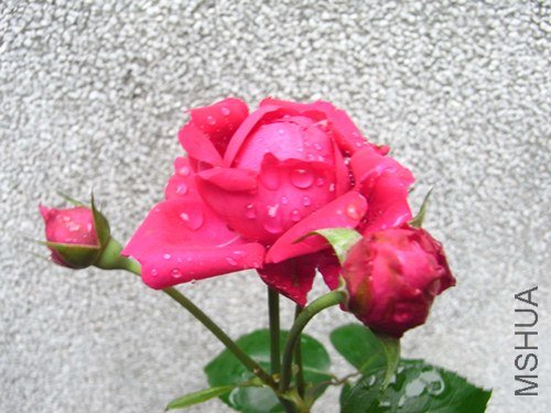 RIMG0007.JPG