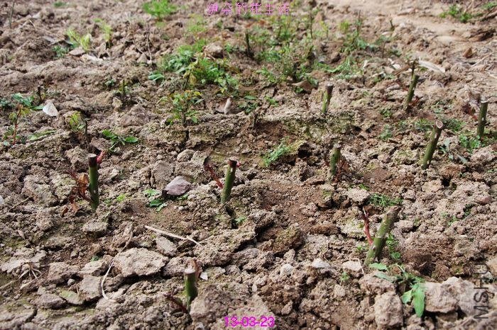 nEO_IMG_��Ƭ 265.jpg