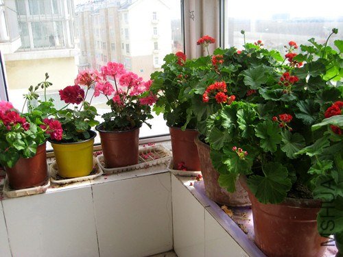 ��Ƭ 237_����.jpg