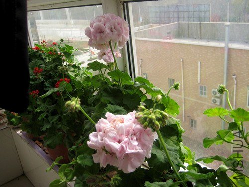 ��Ƭ 238_����.jpg