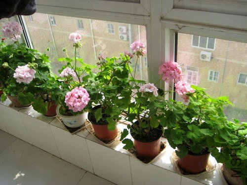 ��Ƭ 239_����.jpg