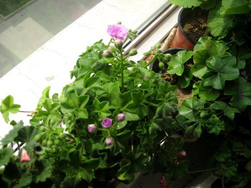 ��Ƭ 241_����.jpg