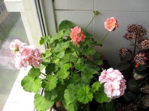 ��Ƭ 242_����.jpg