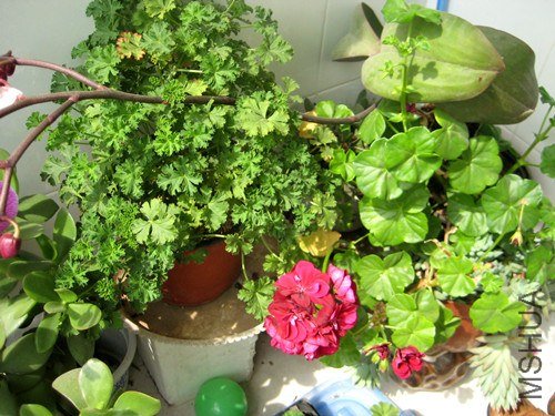 ��Ƭ 243_����.jpg