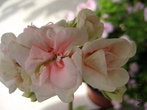 ��Ƭ 245_����.jpg