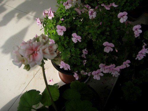 ��Ƭ 246_����.jpg