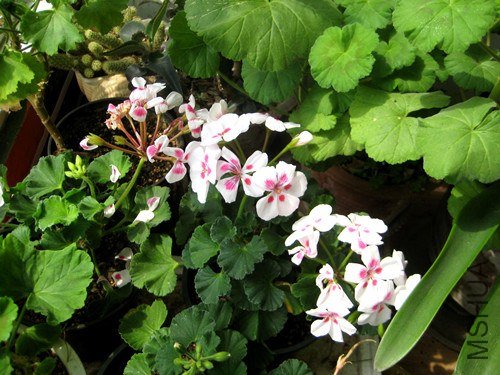 ��Ƭ 249_����.jpg