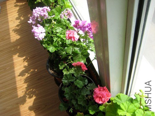 ��Ƭ 250_����.jpg