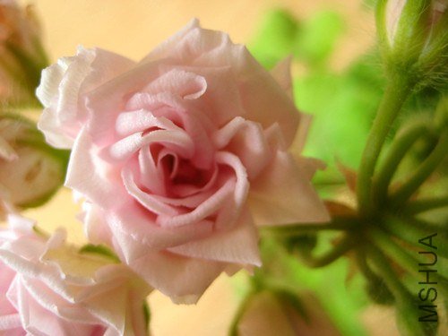 ��Ƭ 255_����.jpg