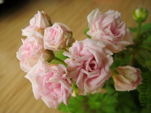 ��Ƭ 256_����.jpg