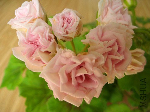 ��Ƭ 257_����.jpg