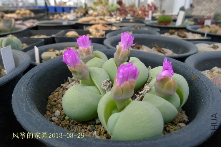 P1050346.jpg