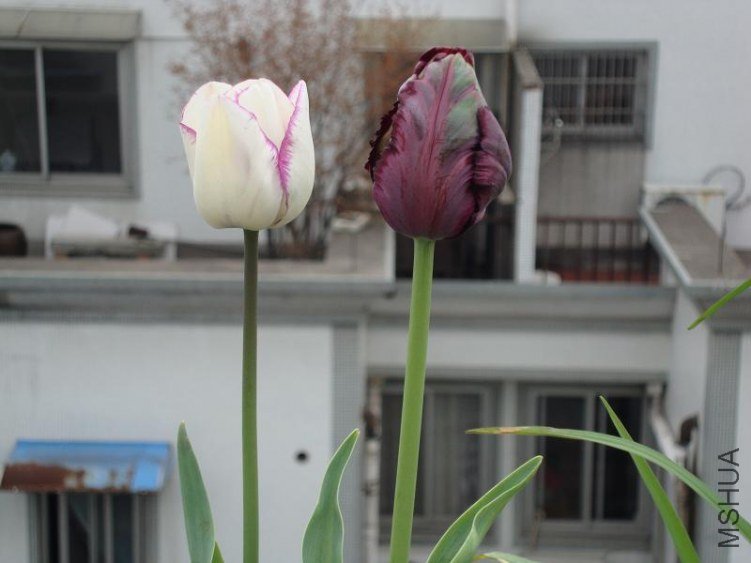 DSC02087.JPG