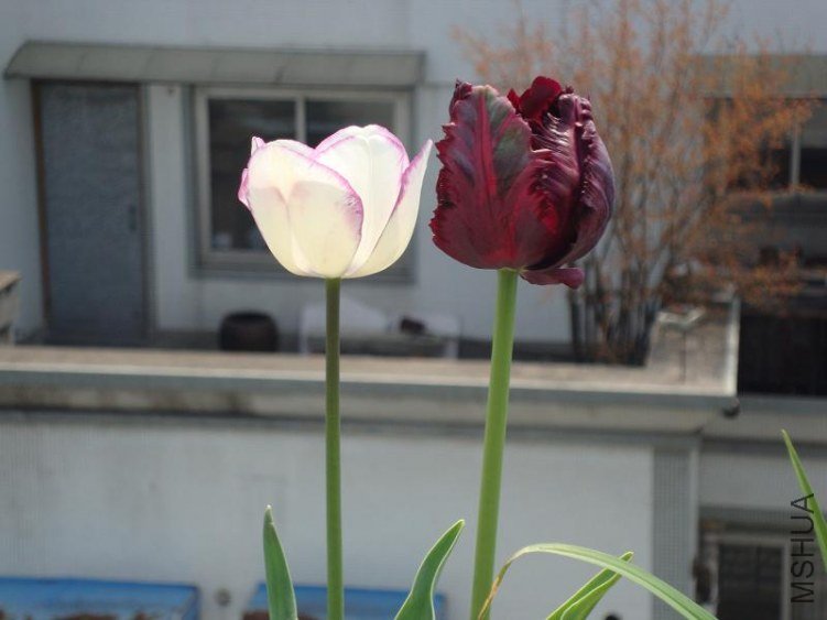 DSC02093.JPG