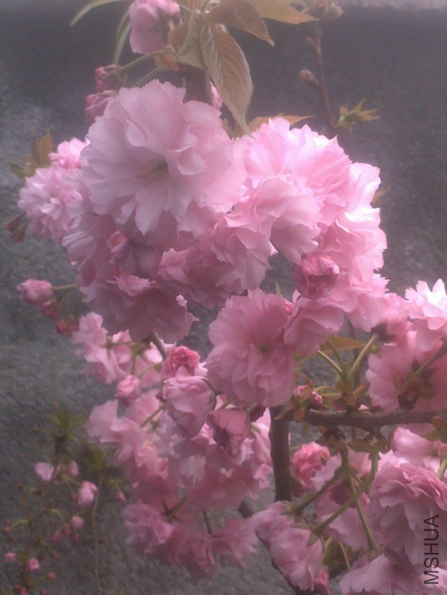 201303291173.jpg
