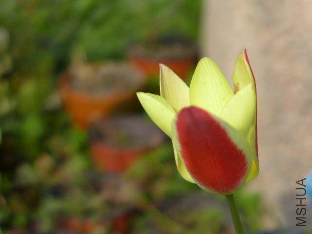 Lady Jane 20130328 001.JPG