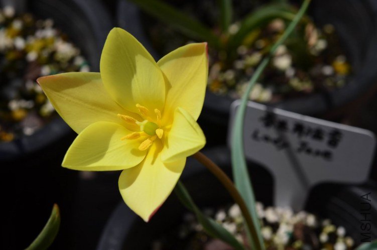 ������С Lady Jane 20130320 001.JPG