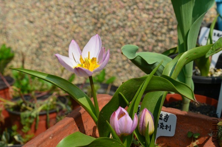 ������20130328 003 ��ؐ.JPG