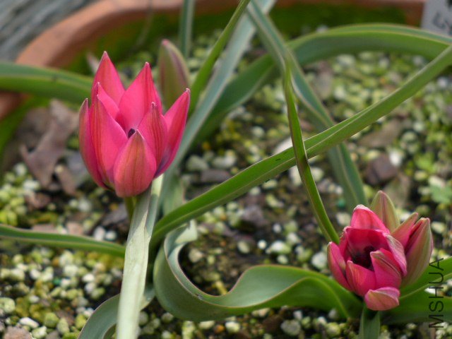 С����20130328 006 ��ؐ.JPG