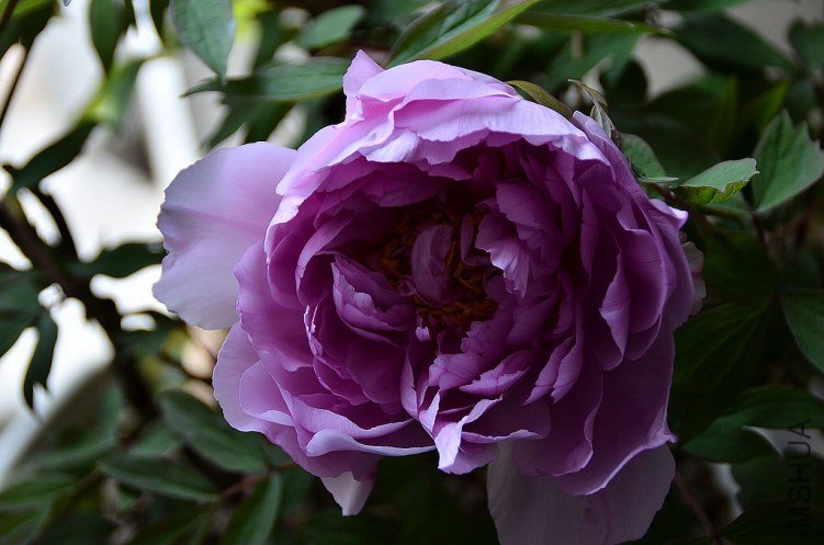 DSC_4974.JPG