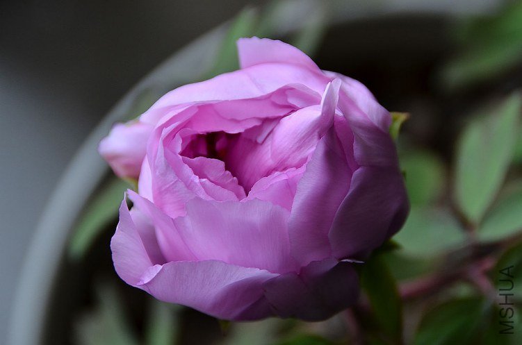 DSC_4975.JPG