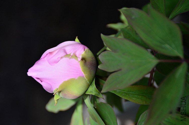DSC_4977.JPG