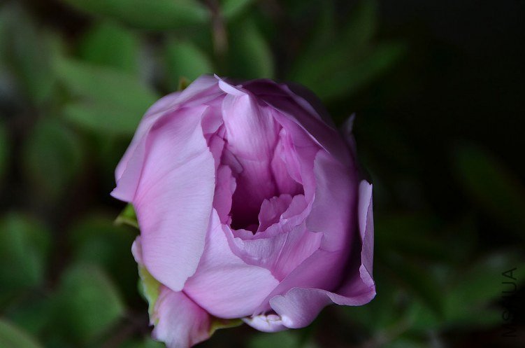 DSC_4978.JPG