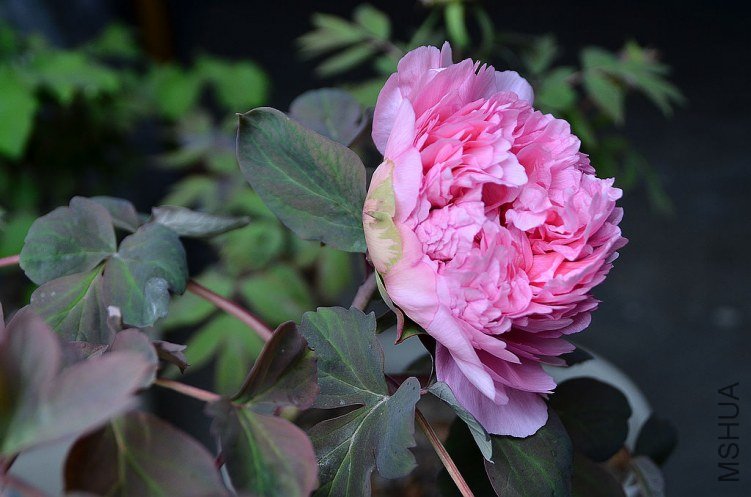 DSC_4980.JPG