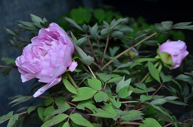DSC_4981.JPG
