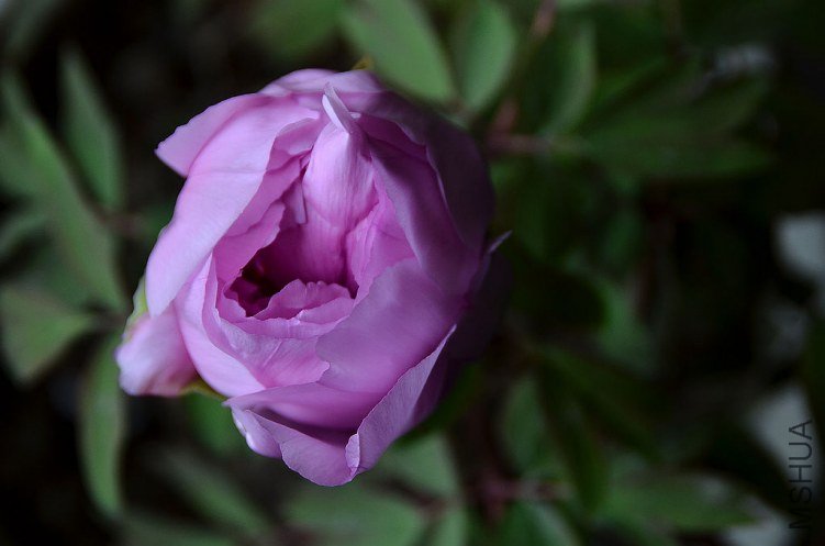 DSC_4983.JPG