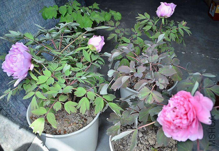 DSC_4982.JPG