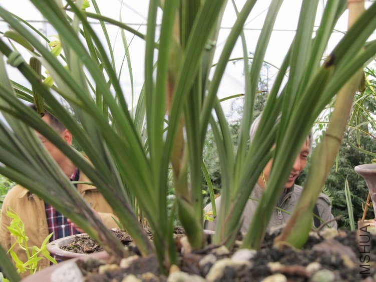 ������С IMG_1844.JPG