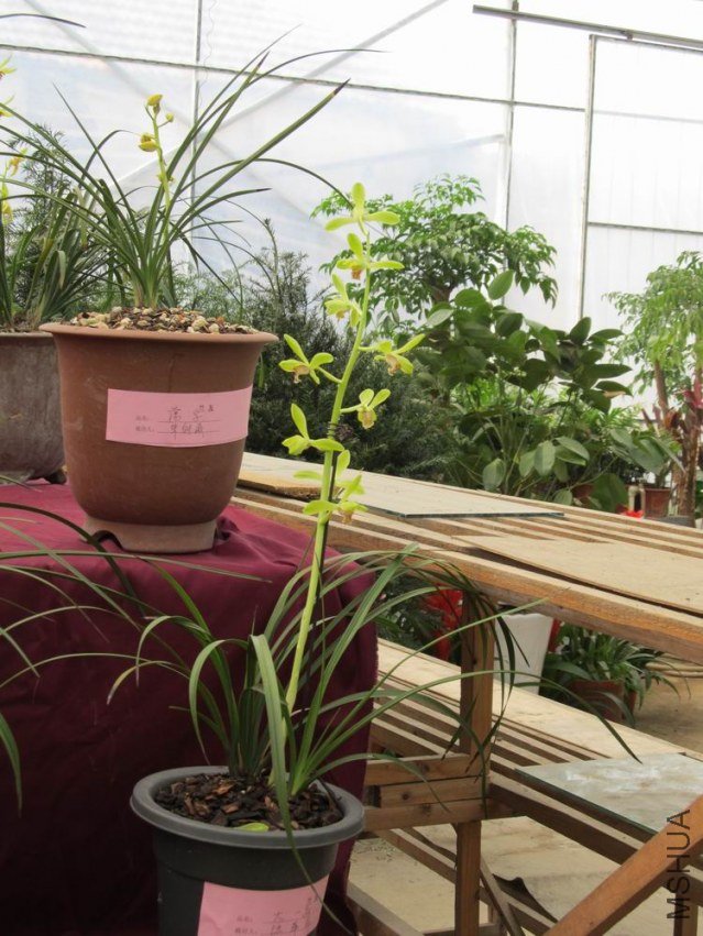 ������С IMG_1845.JPG