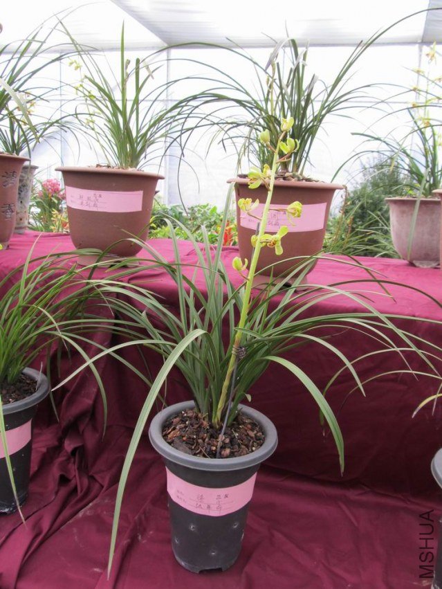 ������С IMG_1846.JPG