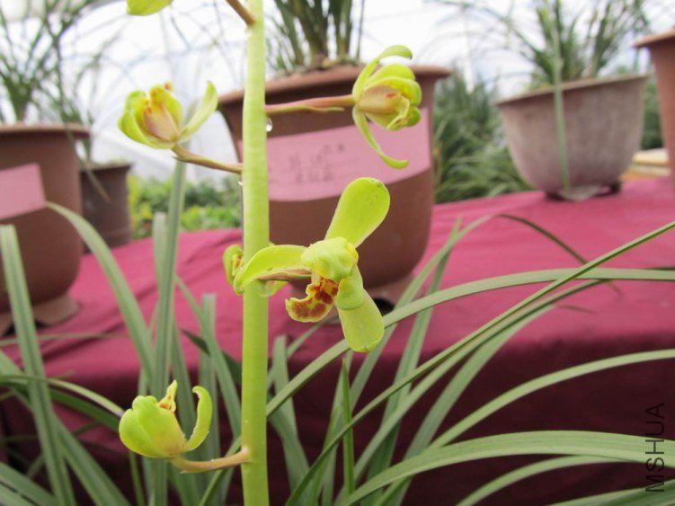 ������С IMG_1847.JPG