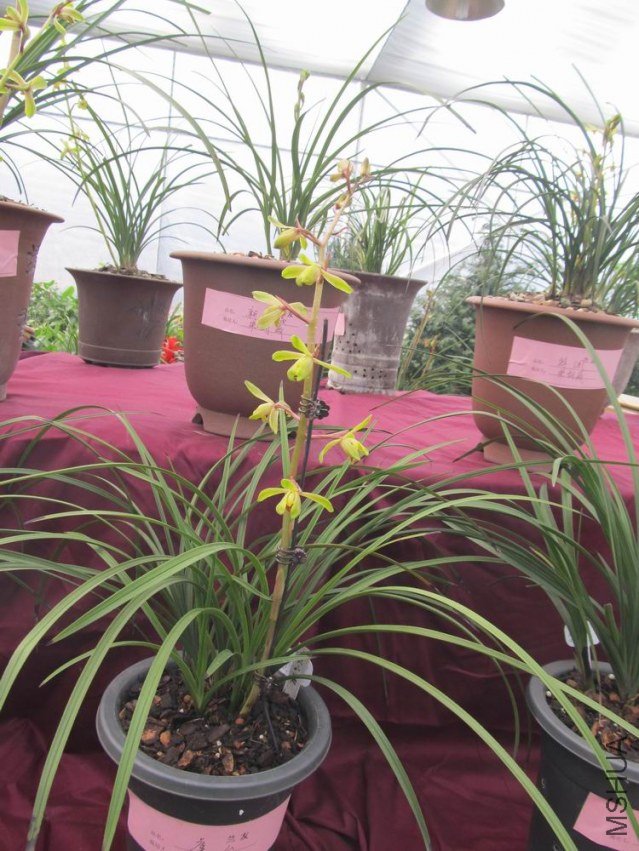 ������С IMG_1848.JPG