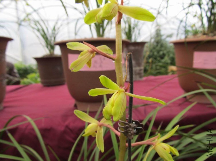 ������С IMG_1849.JPG