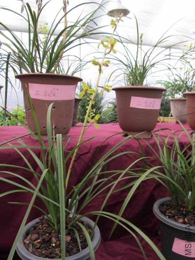 ������С IMG_1850.JPG