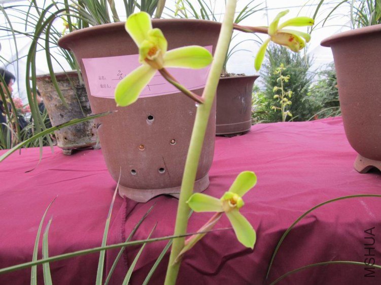 ������С IMG_1851.JPG