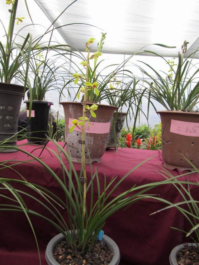 ������С IMG_1852.JPG