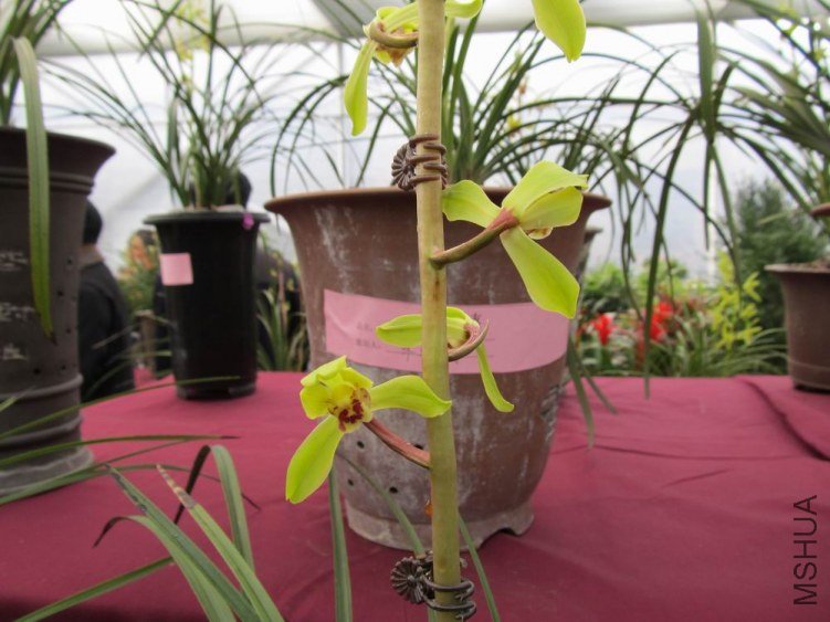 ������С IMG_1853.JPG