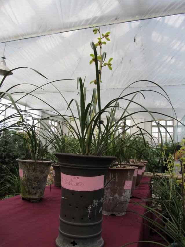 ������С IMG_1856.JPG