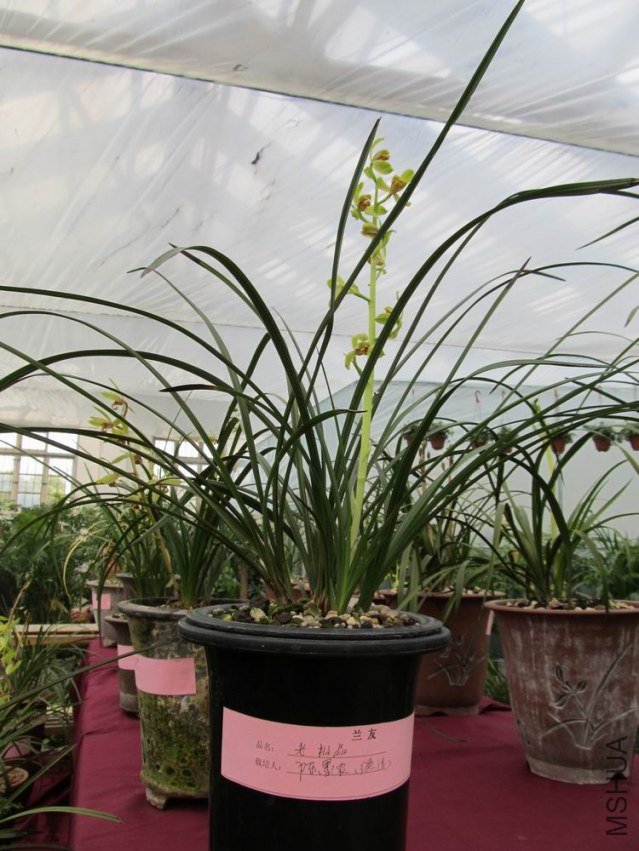 ������С IMG_1858.JPG