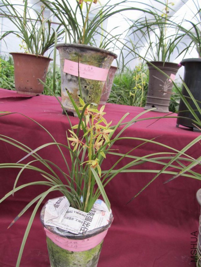 ������С IMG_1861.JPG