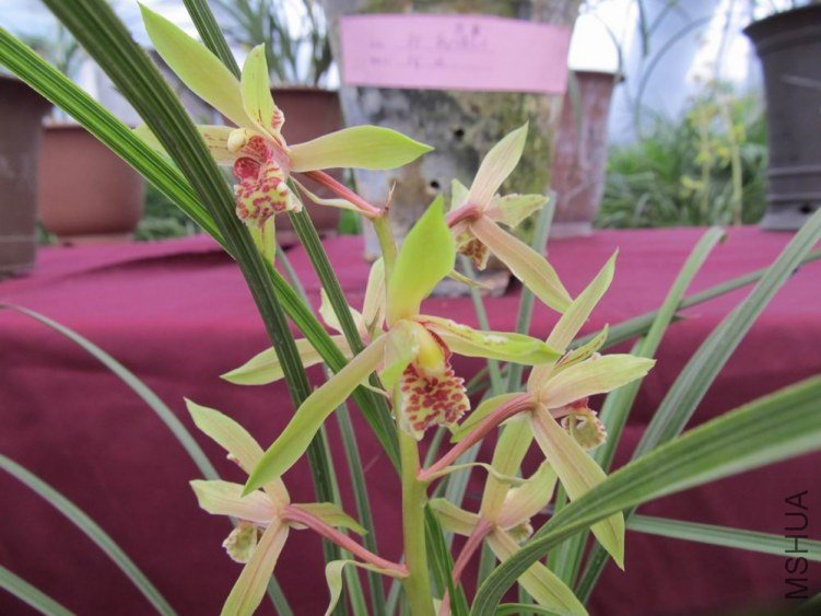 ������С IMG_1862.JPG