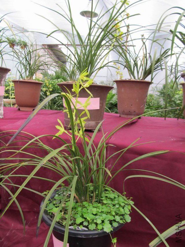 ������С IMG_1863.JPG