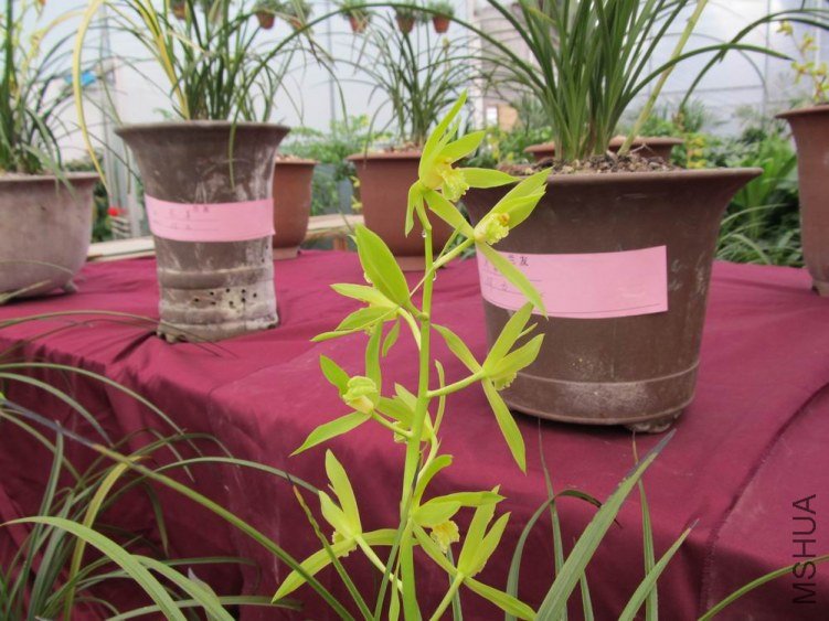 ������С IMG_1864.JPG